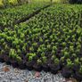Blight resistant Box Hedging just 5 euro Image 8