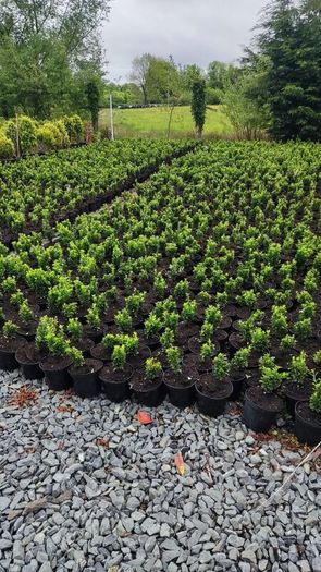 Blight resistant Box Hedging just 5 euro