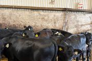 16 smashing heifer Weanlings