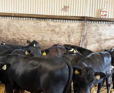 16 smashing heifer Weanlings