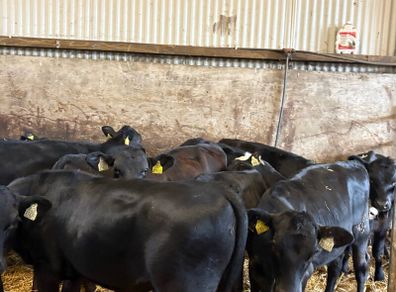 16 smashing heifer Weanlings