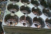 FREE Plant Pots and trays