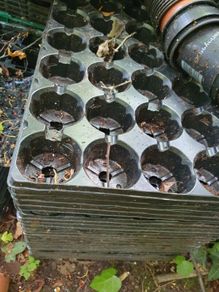 FREE Plant Pots and trays