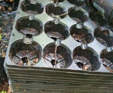 FREE Plant Pots and trays