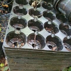 FREE Plant Pots and trays
