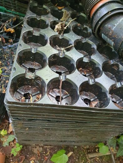 FREE Plant Pots and trays