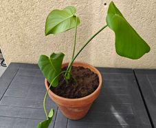 Monstera deliciosa