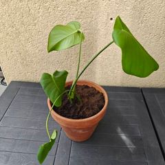 Monstera deliciosa