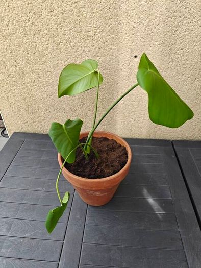 Monstera deliciosa