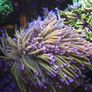 Dragon Tamer Torch Marine Coral Image 2