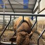 Bull Image 6