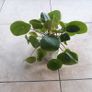 Chinese Money Plants - Pilea peperomioides Image 5