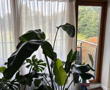 Mature Strelitzia Nicolai (Bird of Paradise) Houseplant
