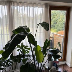 Mature Strelitzia Nicolai (Bird of Paradise) Houseplant