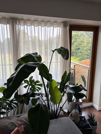 Mature Strelitzia Nicolai (Bird of Paradise) Houseplant