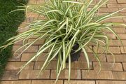 spider plant