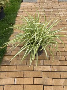 spider plant