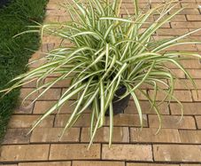 spider plant