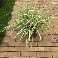 spider plant