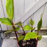 garden plants Image 2