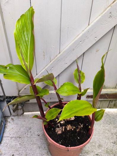 garden plants