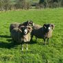3 Lanark Shearlings For Sale!! Image 3