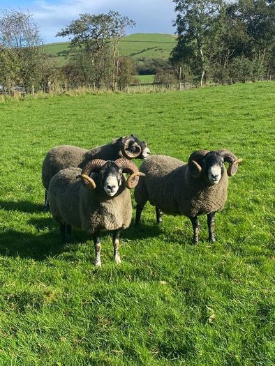 3 Lanark Shearlings For Sale!!