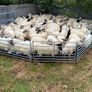Quality Hoggets Image 6