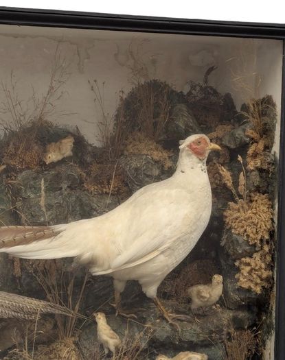taxidermy pheasants and chicks