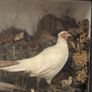 taxidermy pheasants and chicks Image 9
