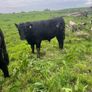 Angus bulls Image 3