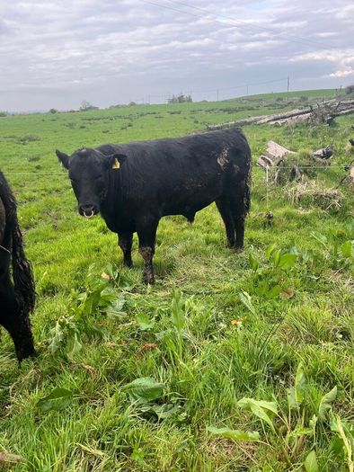 Angus bulls