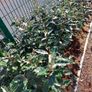 Elaeagnus Ebbengei - Coastal Hedging Image 5
