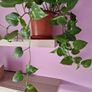 Devils ivy hanging plant Image 3