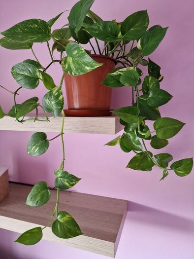 Devils ivy hanging plant
