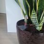 Sansevieria Laurentii planter Image 2