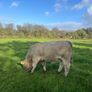 Charlois bull calf Image 5