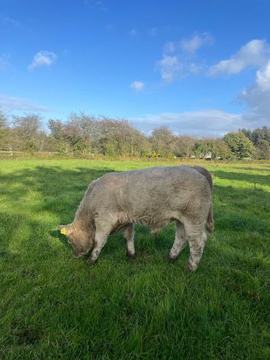 Charlois bull calf