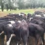 Cattle Image 4