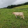 Organic bullocks for sale Image 5