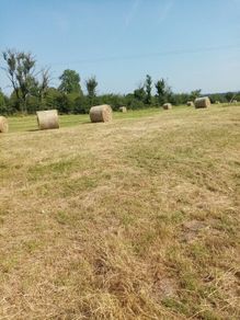 Bales of hay
