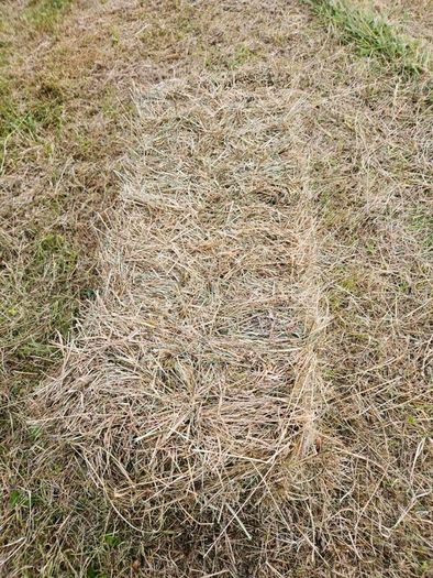 Organic Hay