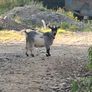 pygmy goats Image 6