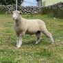 Dorset rams Image 10