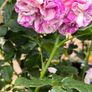 garden plants Image 7