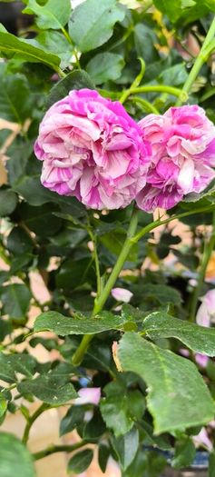 garden plants