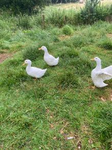 3 Aylesbury Ducks