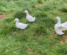 3 Aylesbury Ducks