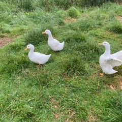 3 Aylesbury Ducks