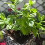 mint plant in pot Image 4